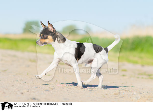 rennender Chihuahua / IF-14376