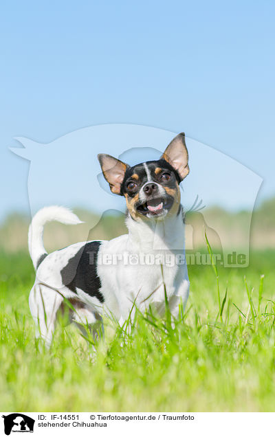 stehender Chihuahua / standing Chihuahua / IF-14551