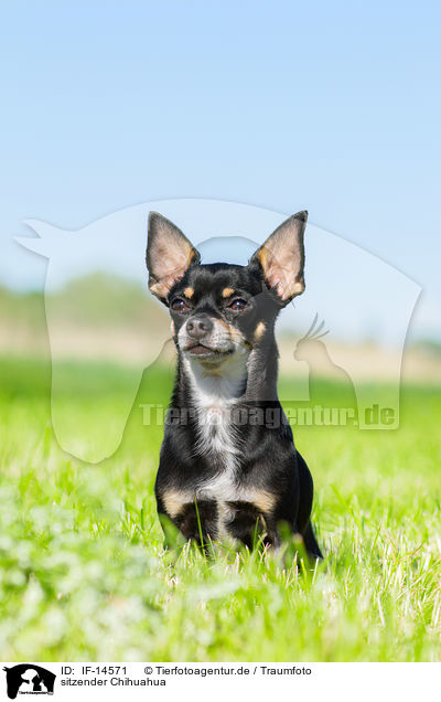 sitzender Chihuahua / IF-14571