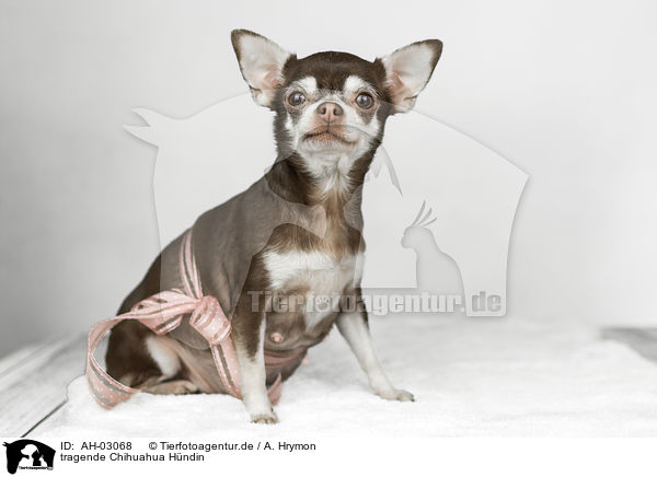 tragende Chihuahua Hndin / AH-03068
