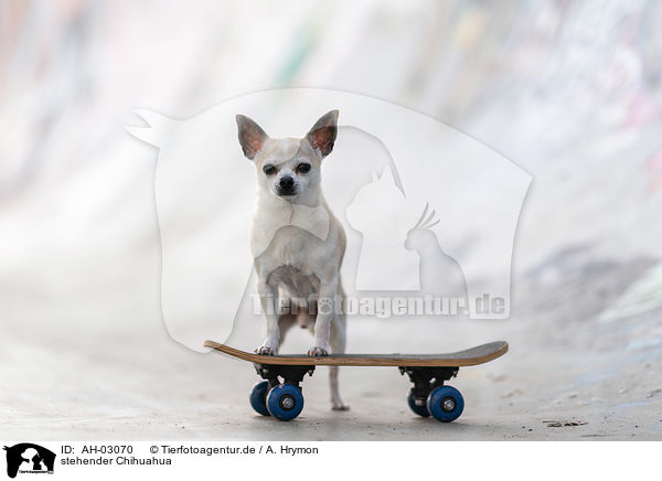 stehender Chihuahua / AH-03070