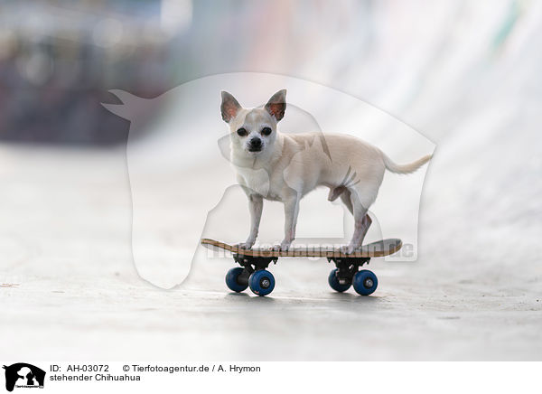 stehender Chihuahua / standing Chihuahua / AH-03072