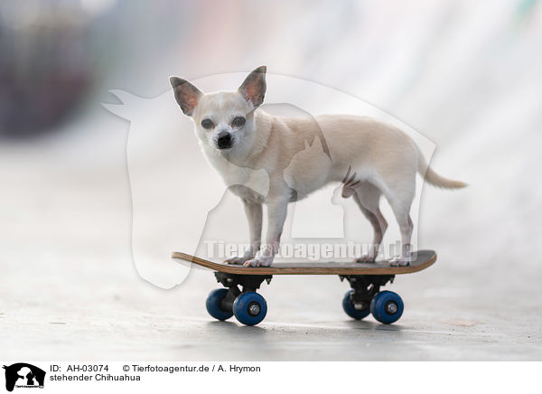 stehender Chihuahua / standing Chihuahua / AH-03074