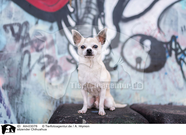 sitzender Chihuahua / AH-03076