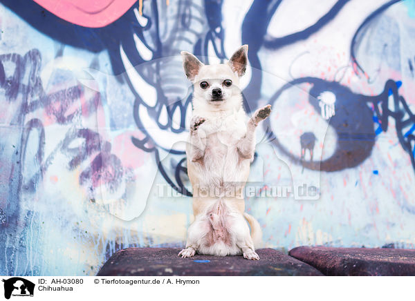 Chihuahua / AH-03080