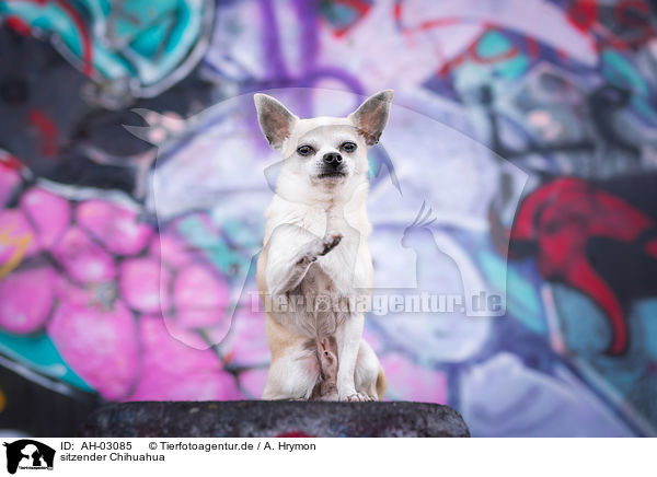 sitzender Chihuahua / AH-03085