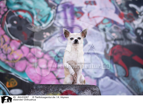 sitzender Chihuahua / sitting Chihuahua / AH-03087