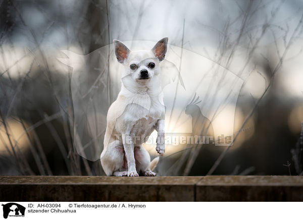 sitzender Chihuahua / sitting Chihuahua / AH-03094