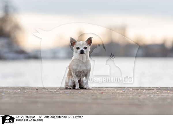 sitzender Chihuahua / sitting Chihuahua / AH-03102