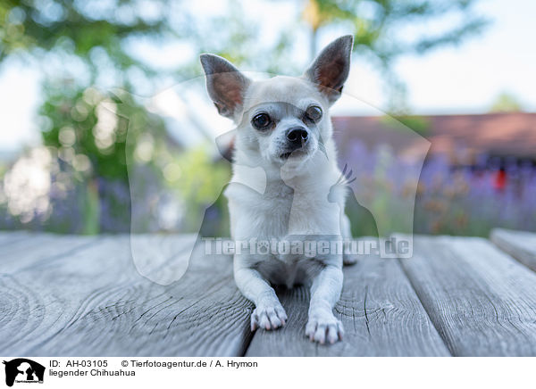 liegender Chihuahua / lying Chihuahua / AH-03105