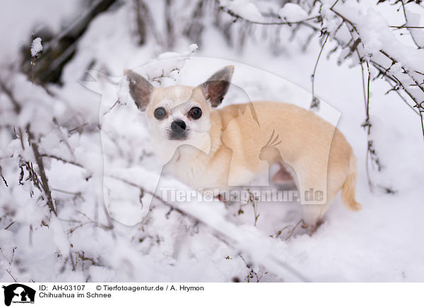 Chihuahua im Schnee / Chihuahua in the snow / AH-03107