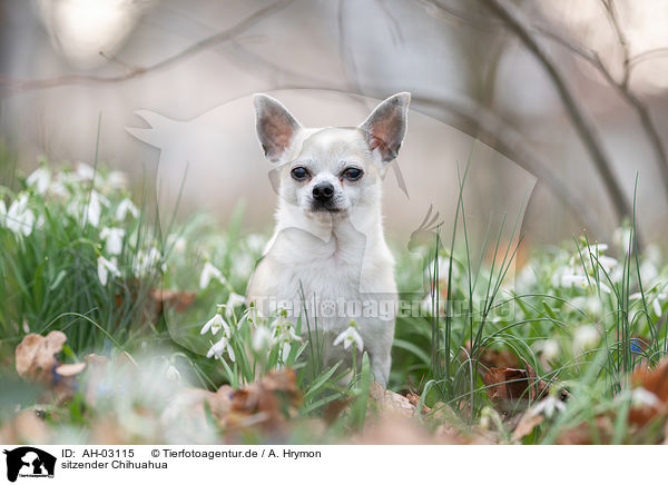 sitzender Chihuahua / sitting Chihuahua / AH-03115
