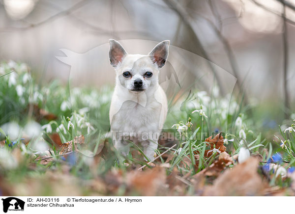 sitzender Chihuahua / sitting Chihuahua / AH-03116