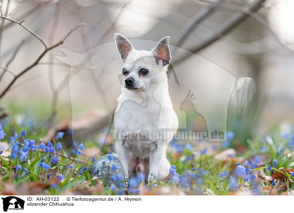sitzender Chihuahua / sitting Chihuahua / AH-03122