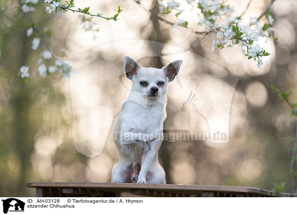sitzender Chihuahua / sitting Chihuahua / AH-03128