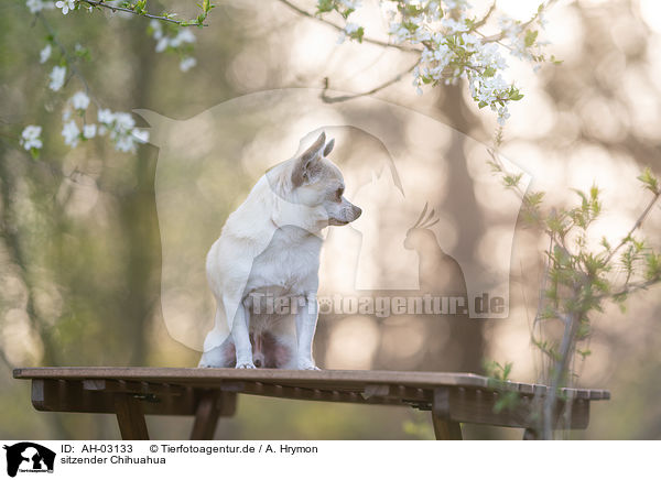 sitzender Chihuahua / AH-03133
