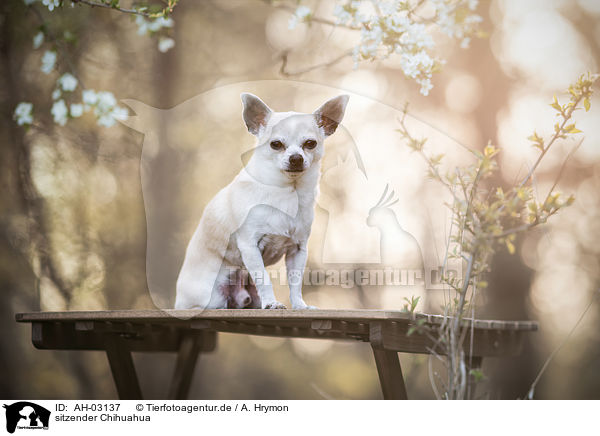 sitzender Chihuahua / AH-03137