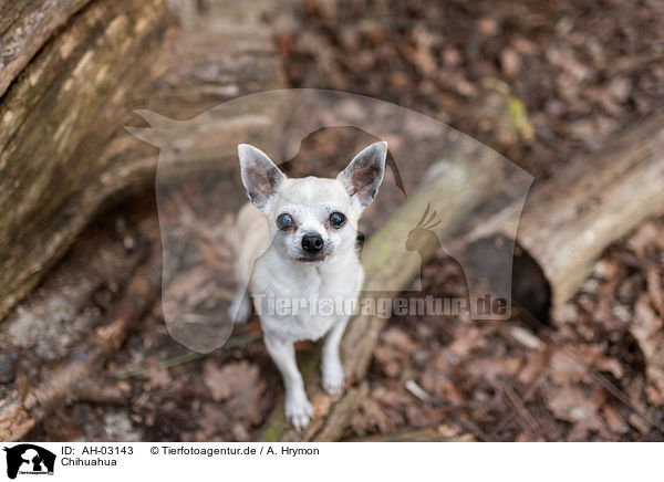 Chihuahua / AH-03143