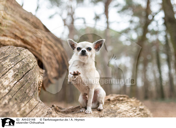 sitzender Chihuahua / AH-03146