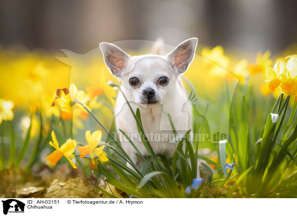 Chihuahua / AH-03151