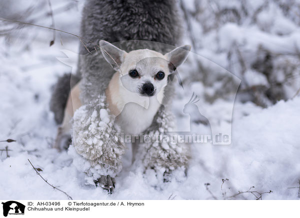 Chihuahua und Kleinpudel / AH-03496