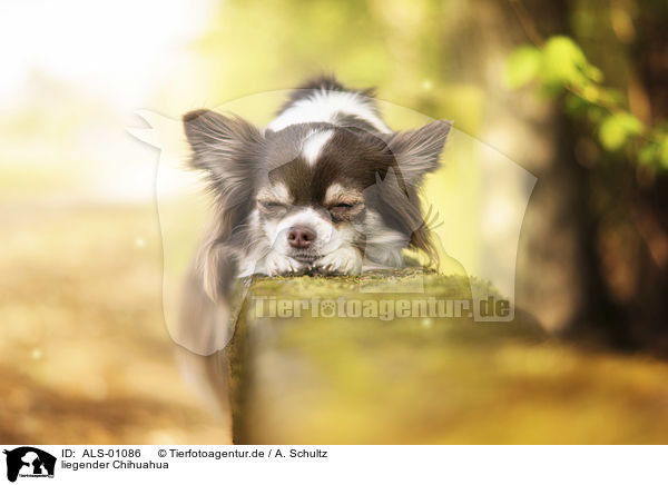 liegender Chihuahua / lying Chihuahua / ALS-01086