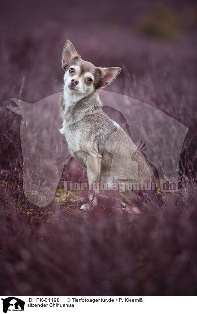 sitzender Chihuahua / PK-01198