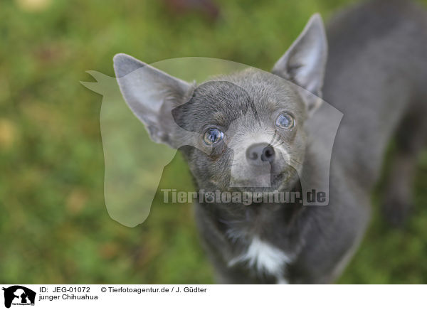 junger Chihuahua / JEG-01072