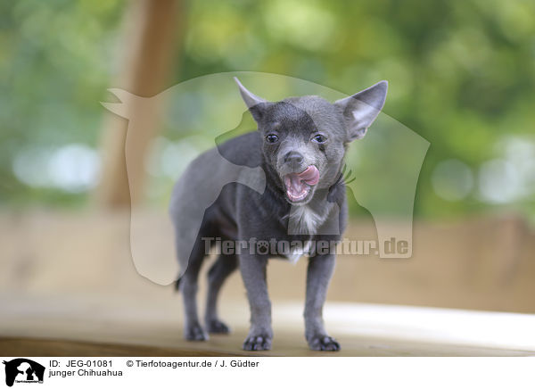junger Chihuahua / JEG-01081