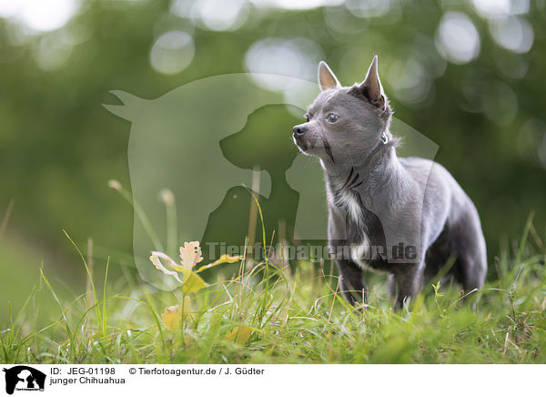 junger Chihuahua / JEG-01198