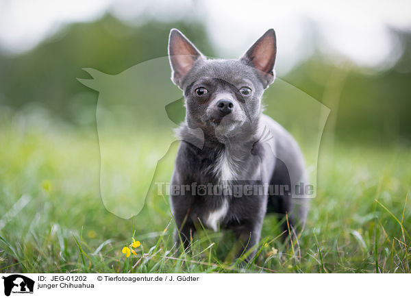 junger Chihuahua / young Chihuahua / JEG-01202