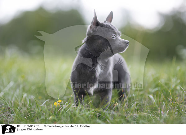junger Chihuahua / JEG-01203