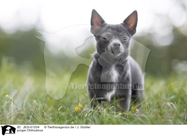 junger Chihuahua / JEG-01204