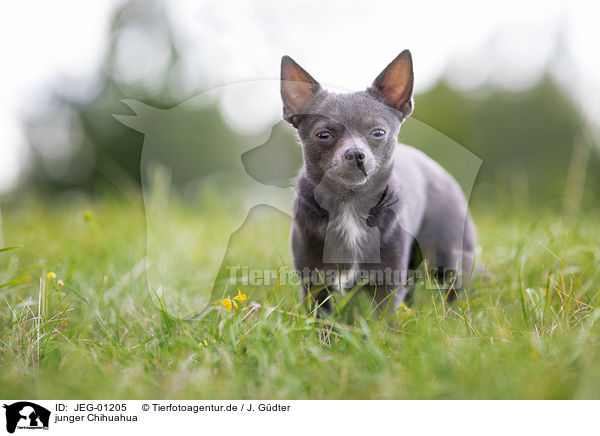 junger Chihuahua / JEG-01205