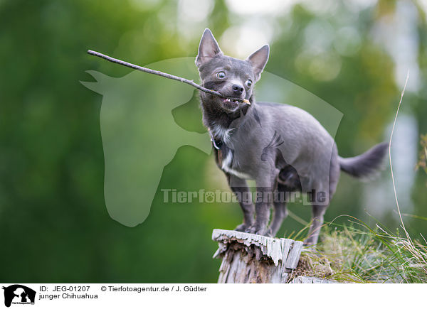 junger Chihuahua / JEG-01207