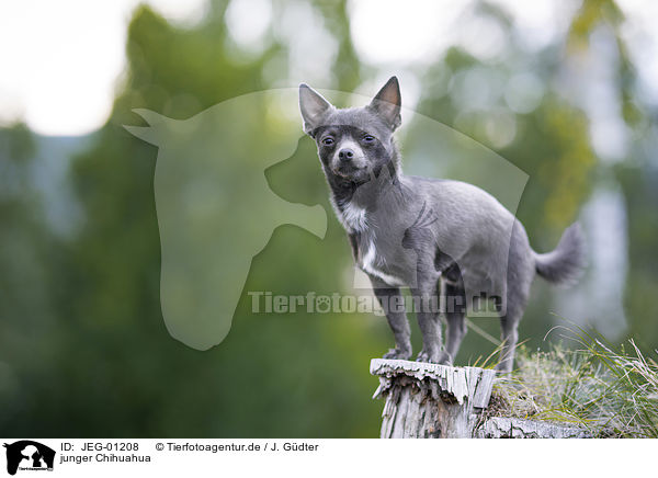 junger Chihuahua / JEG-01208