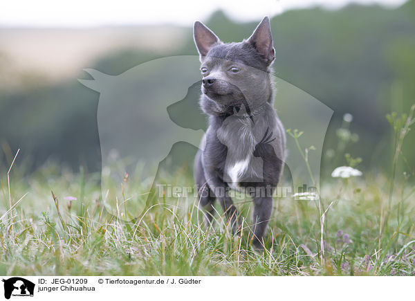 junger Chihuahua / JEG-01209