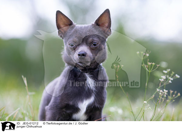 junger Chihuahua / JEG-01212