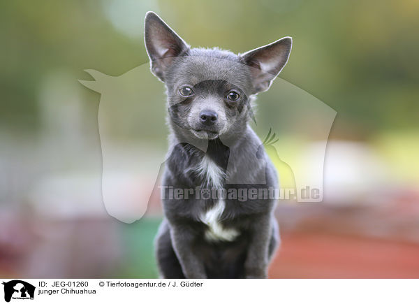 junger Chihuahua / young Chihuahua / JEG-01260