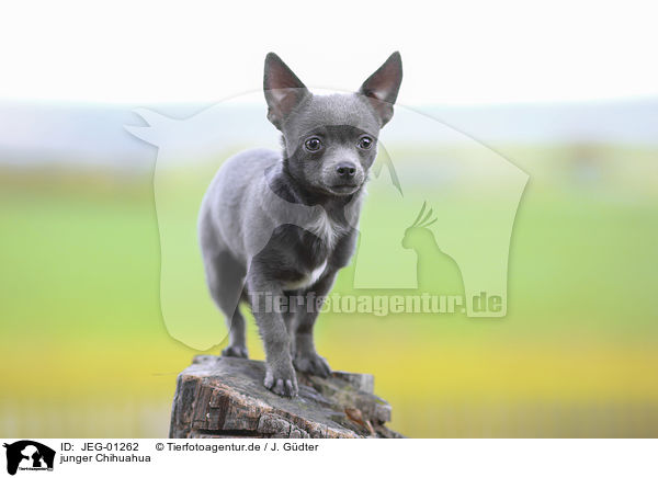 junger Chihuahua / JEG-01262
