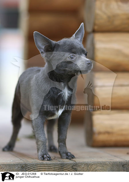 junger Chihuahua / young Chihuahua / JEG-01268