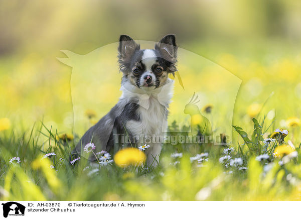 sitzender Chihuahua / AH-03870