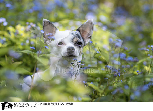 Chihuahua Portrait / AH-03881