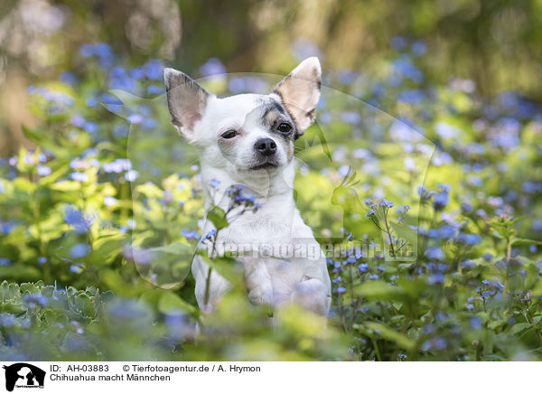 Chihuahua macht Mnnchen / AH-03883