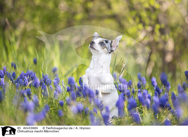 Chihuahua macht Mnnchen / AH-03884