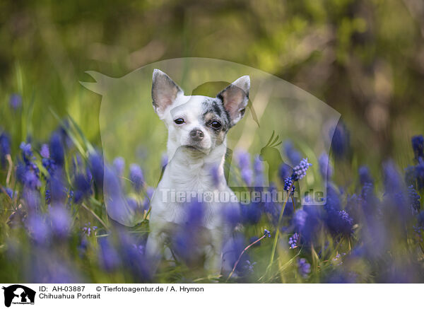 Chihuahua Portrait / AH-03887
