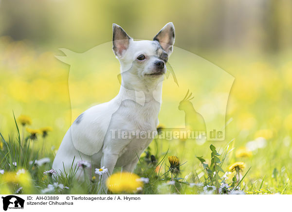 sitzender Chihuahua / AH-03889
