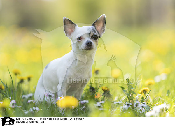 sitzender Chihuahua / AH-03890