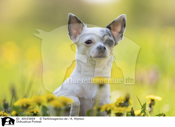 Chihuahua Portrait / AH-03894