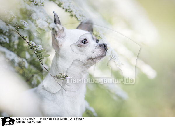 Chihuahua Portrait / AH-03897